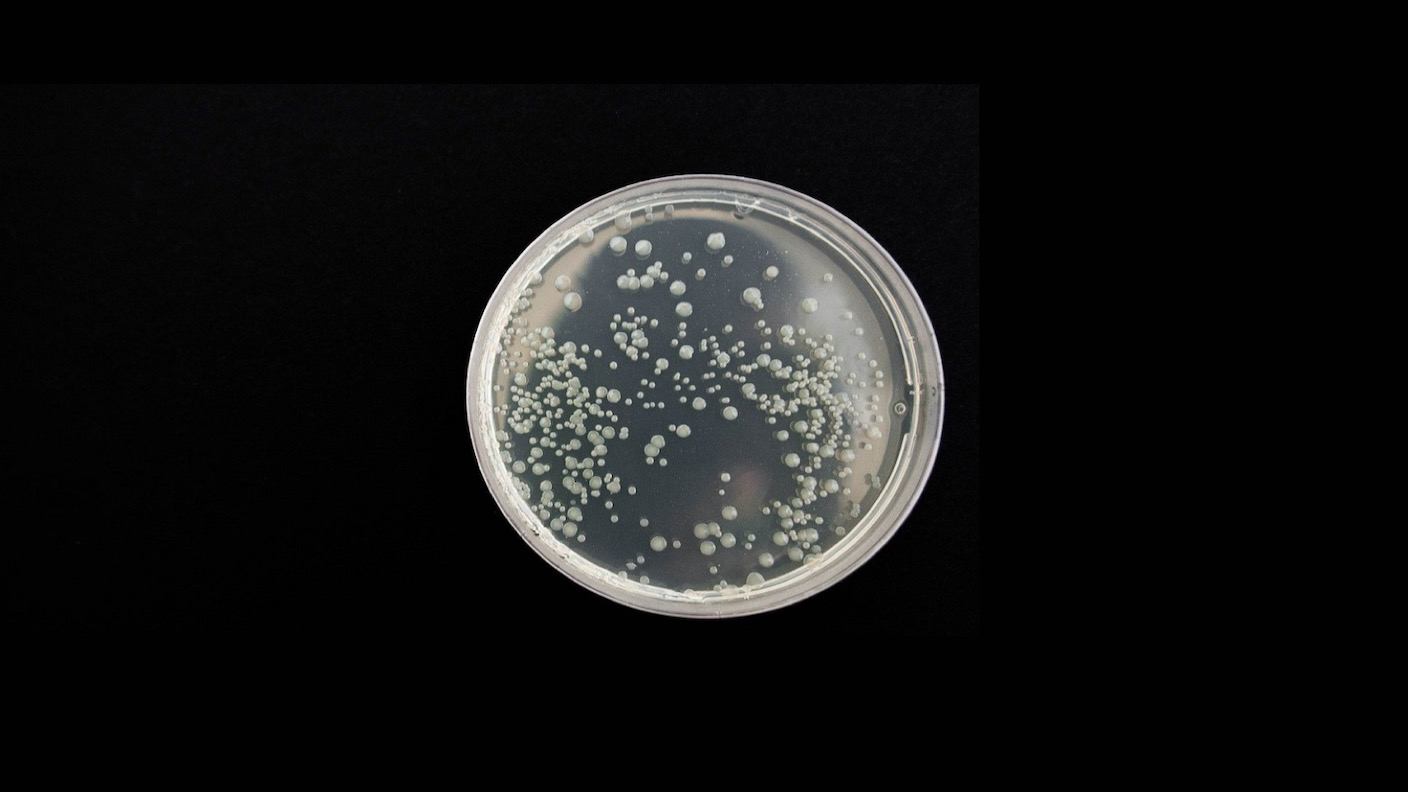 petri-dish-crispr-superbug-invincible-to-viruses-1